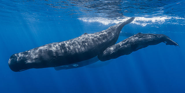 sperm whales